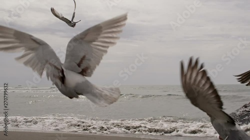 Birds fly over the sea