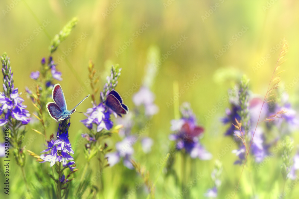 Beautiful butterfly in the green grass close-up outdoors Beautiful butterfly in the green grass close-up outdoors