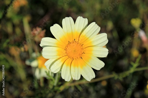 White and yellow daisy in spring