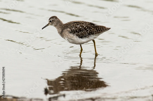 Chevalier sylvain,.Tringa glareola , Wood Sandpiper photo