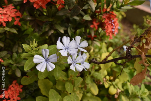 Florecilllas