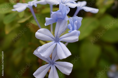 Florecilllas