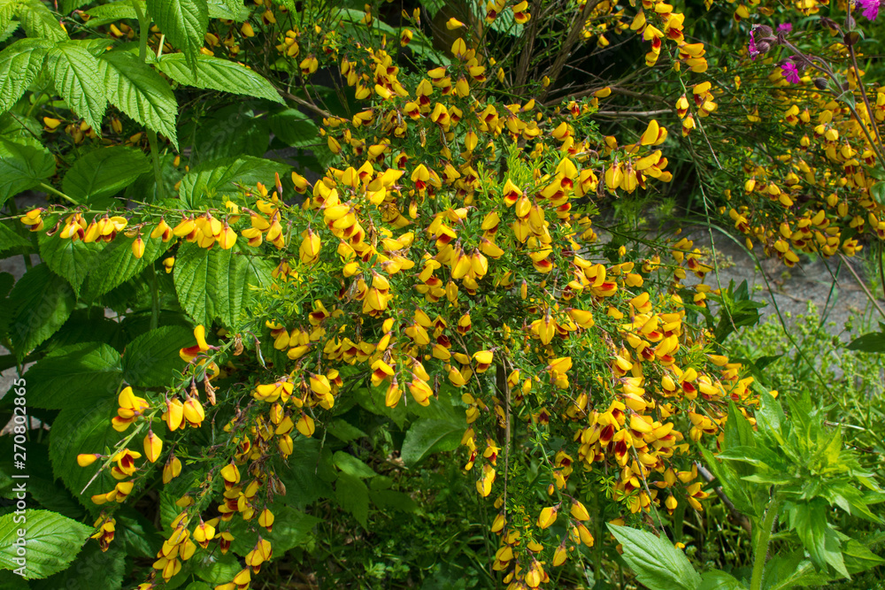 Obraz premium Yellow and red flowers on a Cytisus Scoparius, a perennial leguminous shrub also known as Common Broom, Scotch Broom and English Broom