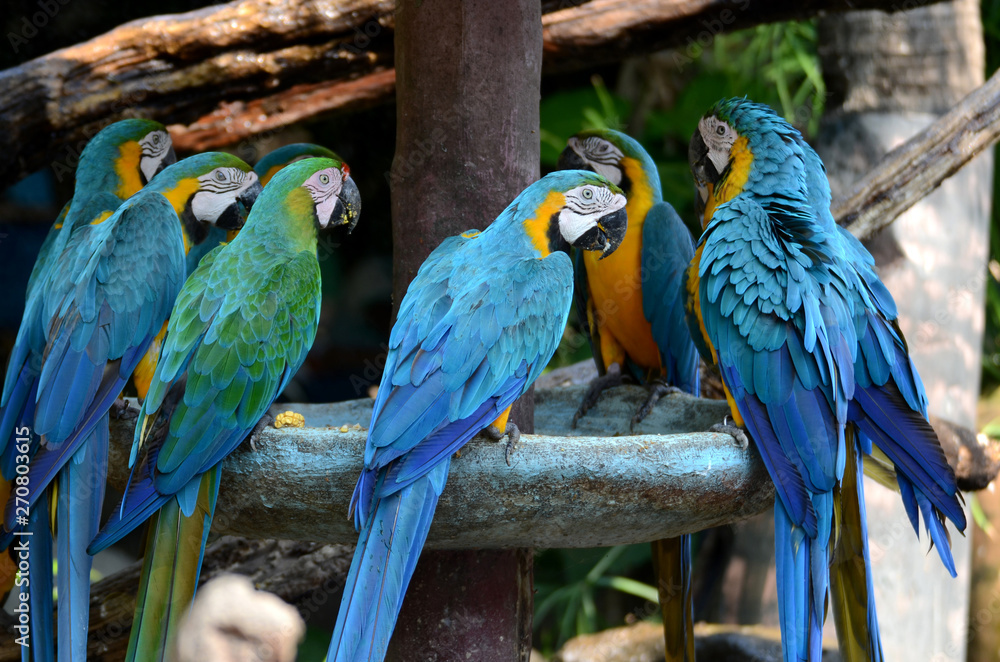 Obraz premium Macaw parrots, beautiful pets And the price is quite high
