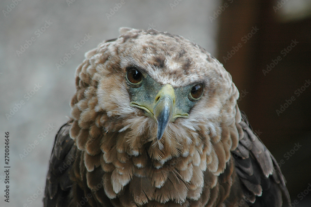 Naklejka premium Vogel