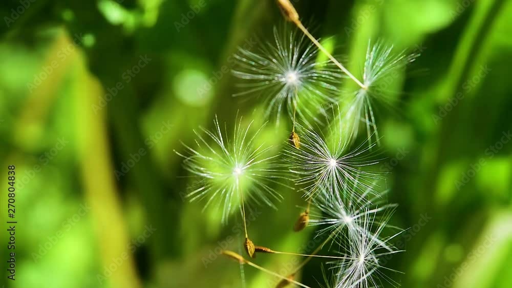 Dandelion seeds in the air on the background of green grass, beautiful spring landscape close-up Dandelion seeds in the air on the background of green grass, beautiful spring landscape close-up
