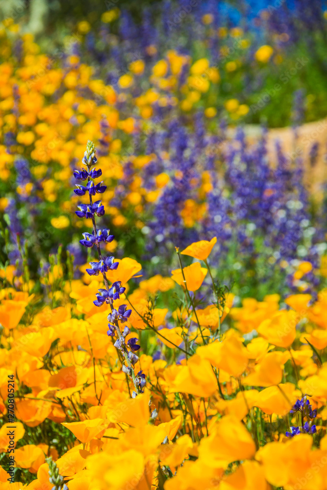 A close up of several California Poppies in full sunlight in a natural setting.