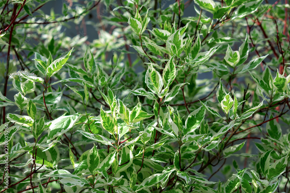 Ornamental shrub Derain White Elegantissima or Cornus alba.