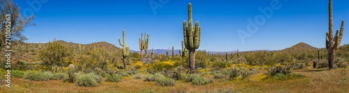 The landscape of the Sonoran Desert in full sunlight. This image has an exceptional amount of lush green vegetation and clear blue skies as well as several saguaro cacti and palo verde trees.
