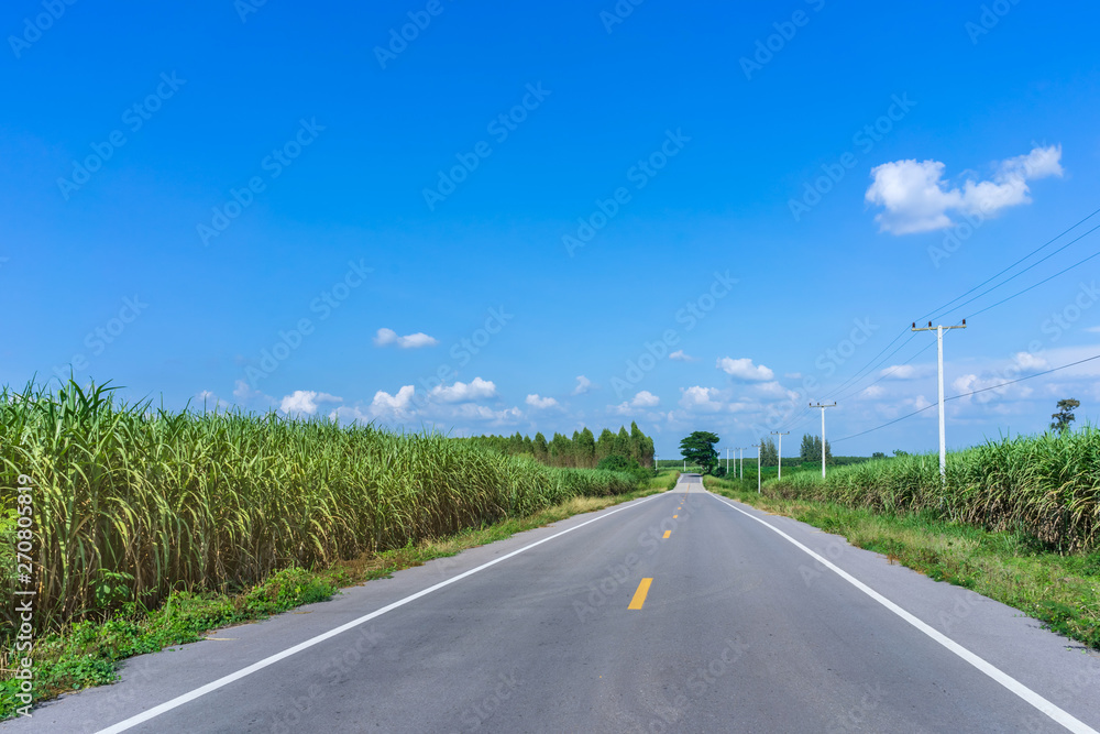 Beautiful scenery of sugarcane  growth in farm near the rural roads of Thailand