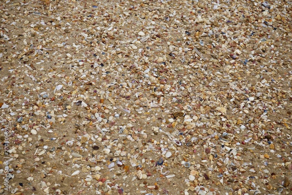 Muschelschalen am Atlantik bei Lissabon