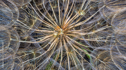 dandelion flower on a beautiful background