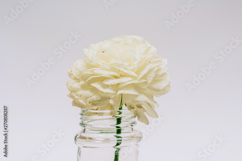 White ranunculus in a glass jar. One flower in a small vase. Ranunkulyus on the table. photo