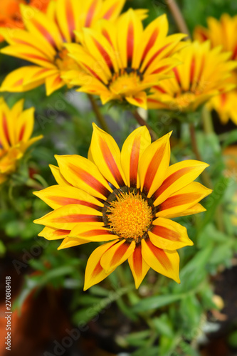 Treasure flower gazoo yellow flowers in the garden