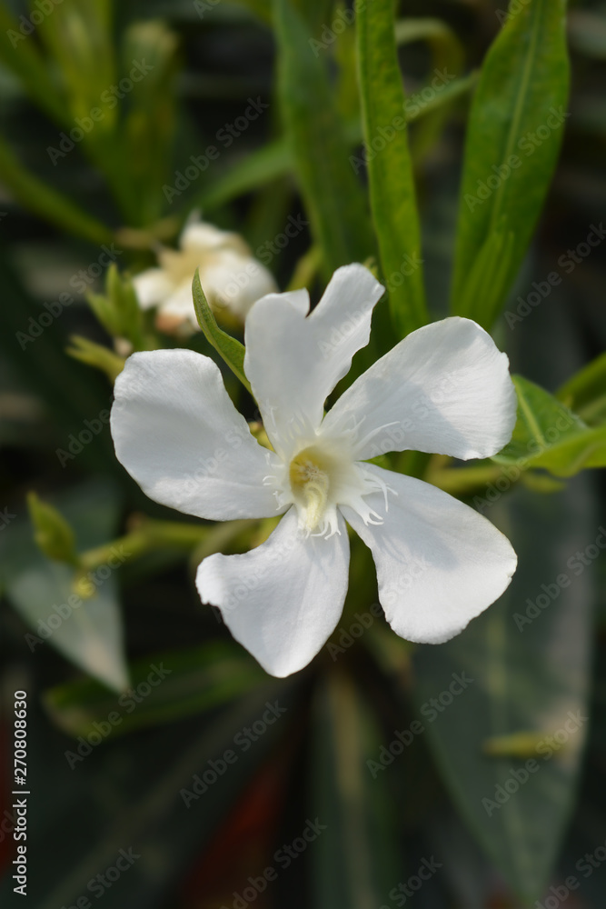White common oleander flower White common oleander flower