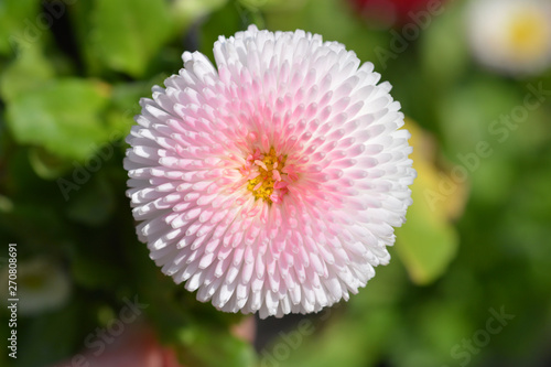 Pink and white English daisy cultivar