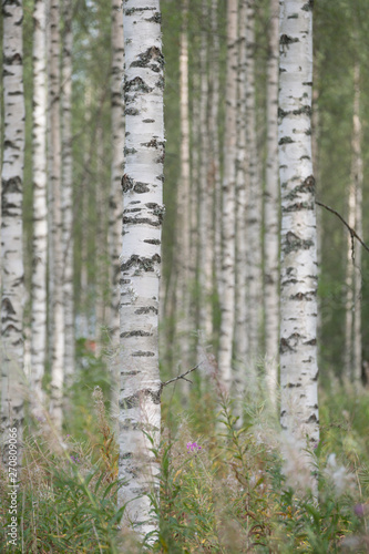 Closeup of trunks of birches with black and white bark in summer  Finland