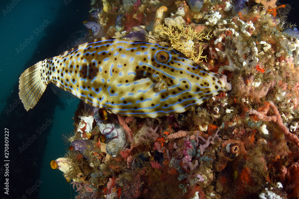 Big Filefish - Aluterus scriptus. Swims under the pier. Jetty dive site, Padang Bay, Bali, Indonesia. Big Filefish - Aluterus scriptus. Swims under the pier. Jetty dive site, Padang Bay, Bali, Indonesia.