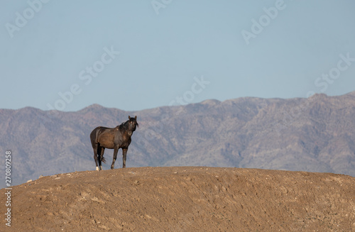 Majestic Wild Horse in the Utah Desert