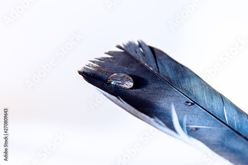 Drops of water on a beautiful and colorful pigeon feather. Simplicity and purity