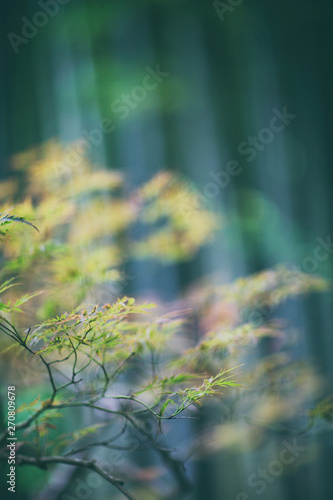 楓と竹林