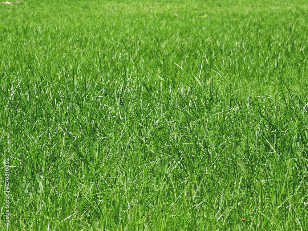 Obraz premium zielona trawa na trawniku