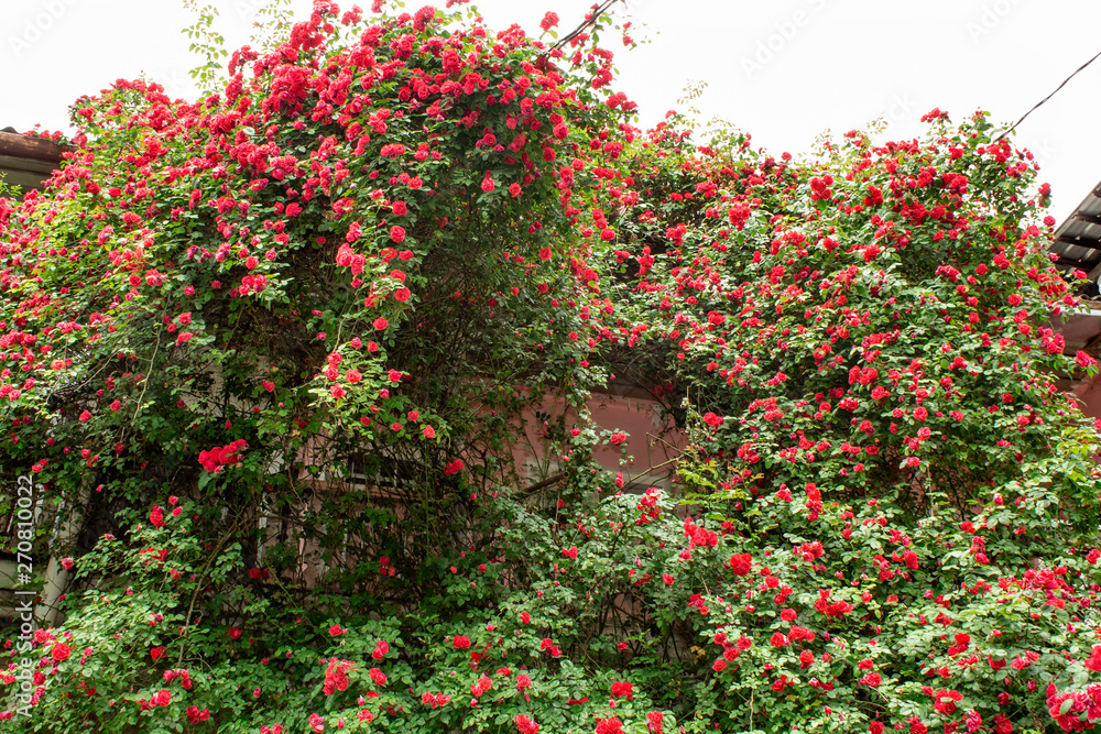 Blooming rose creeper on the building