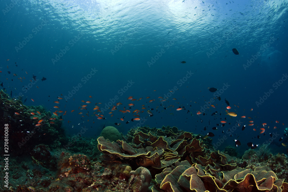 Fototapeta premium Amazing underwater world - big hard, soft corals. Blue clear sea water. Underwater background. Tropical seas. 