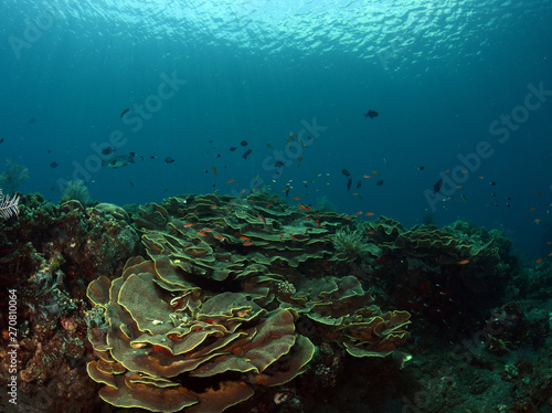 Amazing underwater world - big hard  soft corals. Blue clear sea water. Underwater background. Tropical seas. 