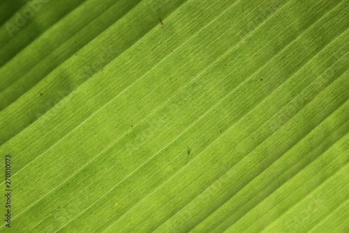 Leaf Background