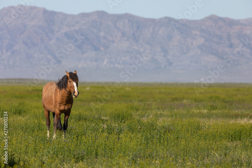Majestic Wild Horse in the Utah Desert