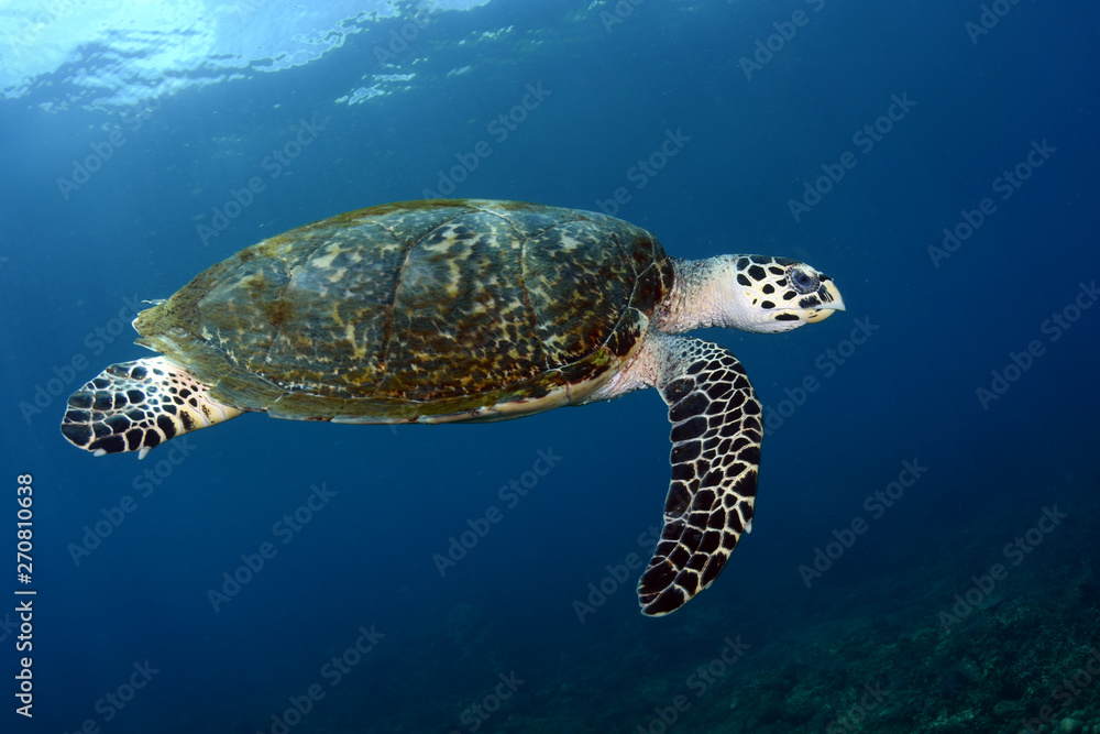 Obraz premium Hawksbill Turtle - Eretmochelys imbricata. Coral reefs. Diving and wide angle underwater photography. Tulamben, Bali, Indonesia.