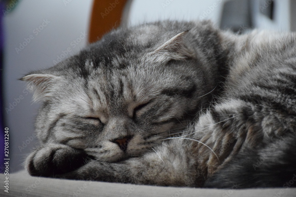Closeup of cat having an afternoon nap, grey haired with stripes, folded ears, Scottish shorthair Closeup of cat having an afternoon nap, grey haired with stripes, folded ears, Scottish shorthair