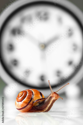 Time lapse concept - snail and clock isolated on white