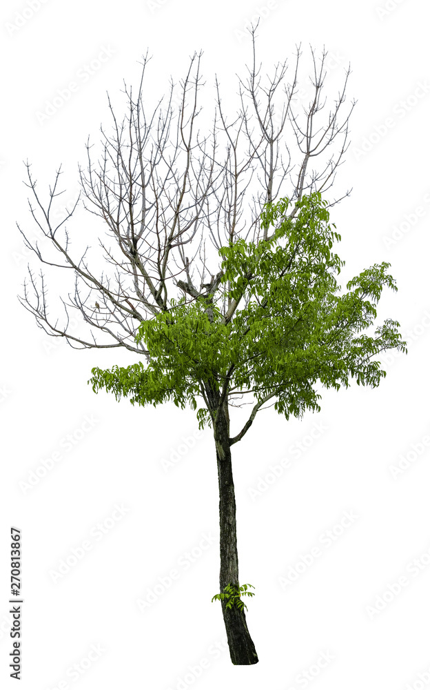 Obraz premium Beautiful tree isolated on white background. Suitable for use in architectural design or Decoration work. Used with natural articles both on print and website.
