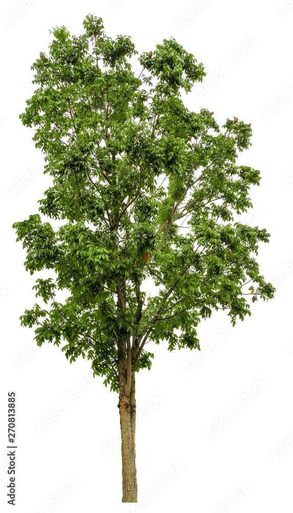 Fototapeta premium Beautiful tree isolated on white background. Suitable for use in architectural design or Decoration work. Used with natural articles both on print and website.