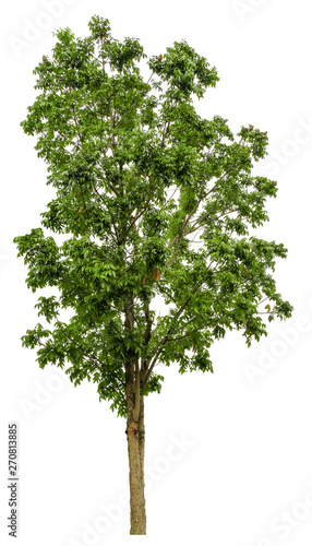 Beautiful tree isolated on white background. Suitable for use in architectural design or Decoration work. Used with natural articles both on print and website.