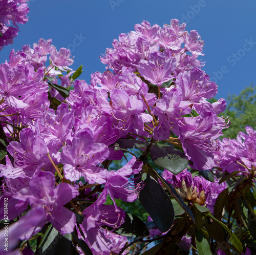 Rhodondendron photo