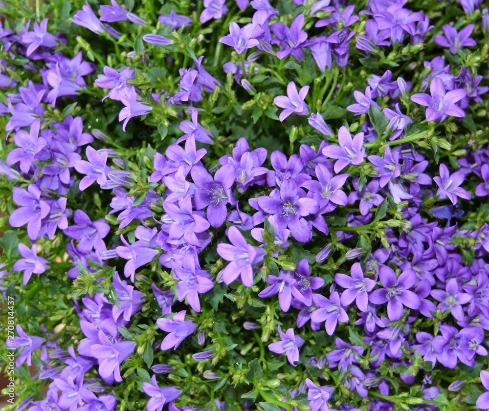 Fototapeta premium Campanula