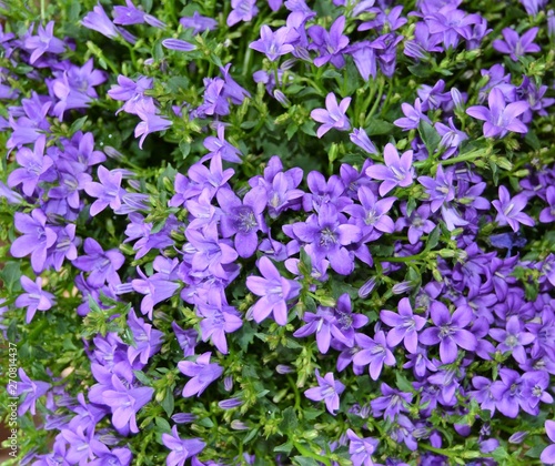 Campanula