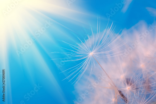 Close-up seeds of a dandelion flower and sun rays on a blue background. Macro. Soft focus.