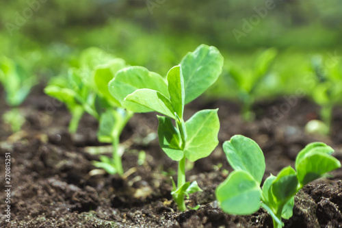 Young pea sprouts in a sunny vegetable garden