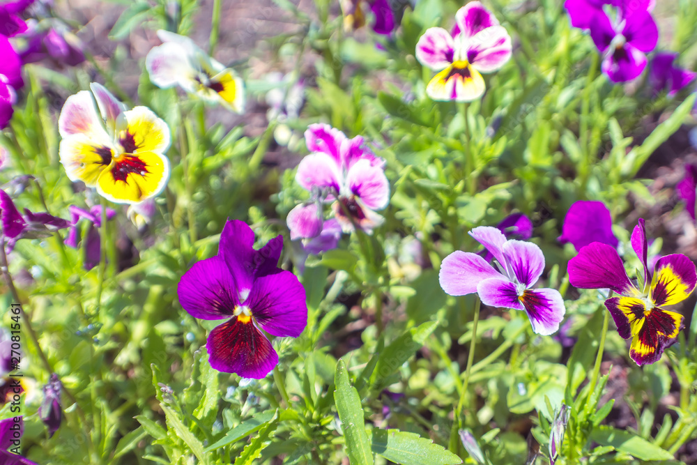 Beautiful natural background with bright pansies Beautiful natural background with bright pansies