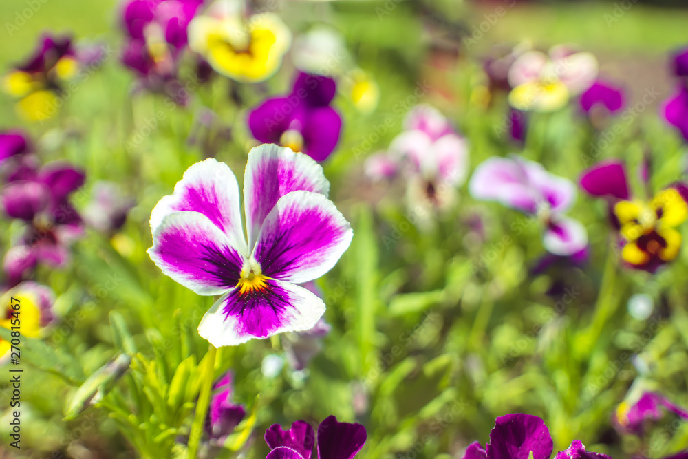Beautiful natural background with bright pansies Beautiful natural background with bright pansies