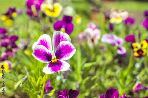 Beautiful natural background with bright pansies