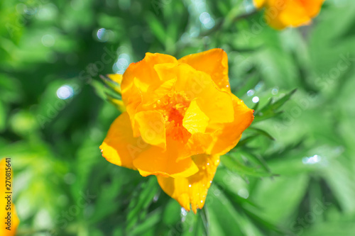 Orange globe-flower  Trollius  flowers