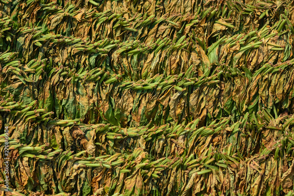Dried tobacco leaves before being processed into cigarettes Dried tobacco leaves before being processed into cigarettes