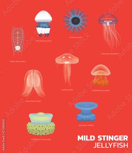 Various Mild Stinger Jellyfish Set Vector