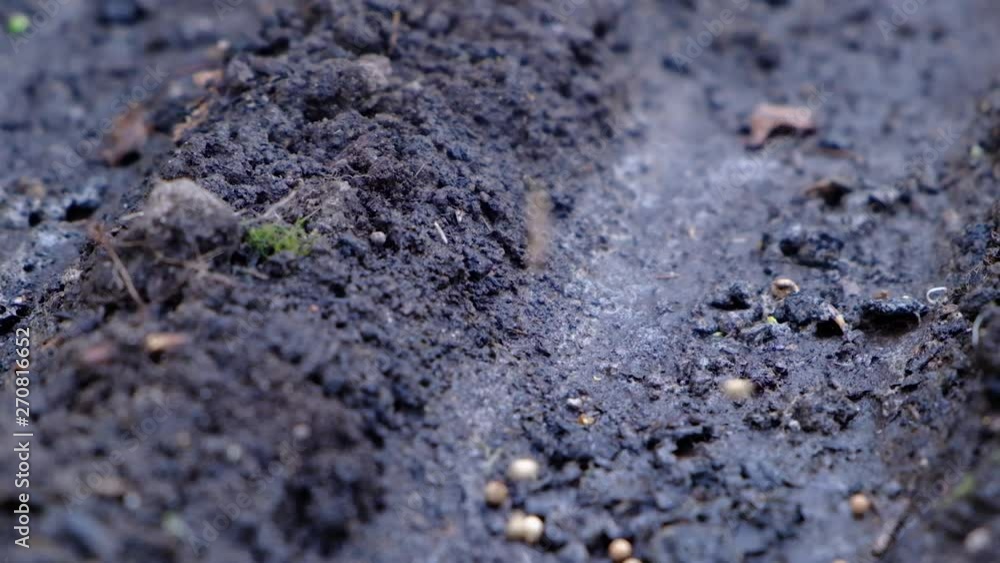 seeds fall into the seedbed in garden, chernozem or black soil, springtime planting works on farm, slow motion ground close-up seeds fall into the seedbed in garden, chernozem or black soil, springtime planting works on farm, slow motion ground close-up