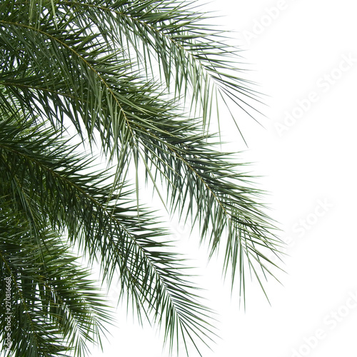 green palm leaf isolated on white background